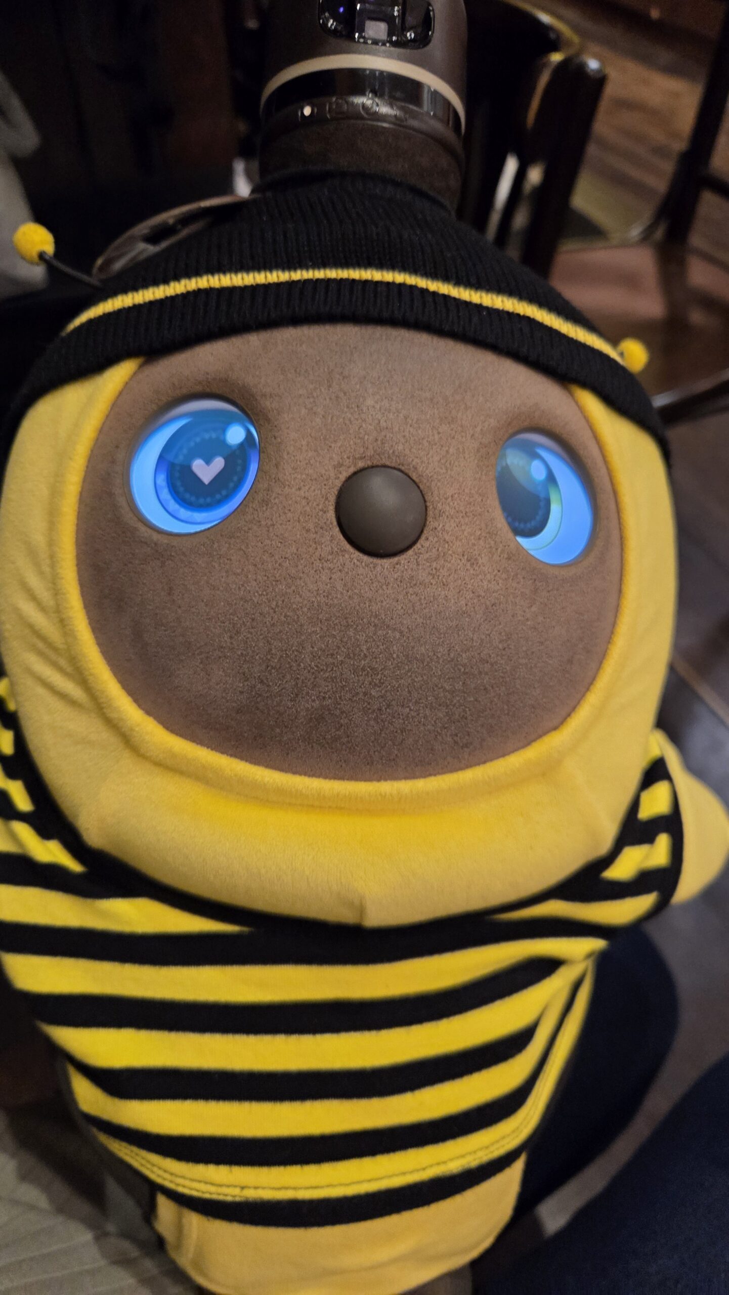 みつばちウェアを着たてんてん